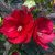 Mocsári hibiszkusz - Hibiscus moscheutos Midnight Marvel