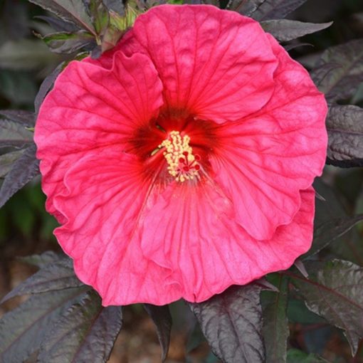 Mocsári hibiszkusz - Hibiscus moscheutos Evening Rose