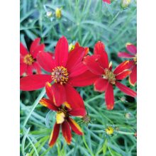 Menyecskeszem - Coreopsis sp. 5