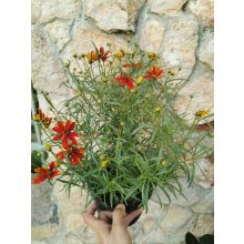 Menyecskeszem - Coreopsis sp. 5