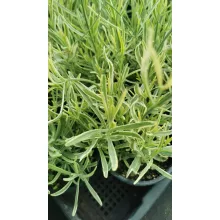 Levendula - Lavandula angustifolia Platinum Blonde
