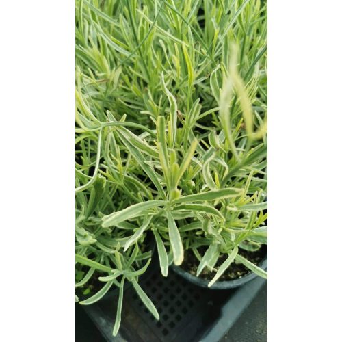 Levendula - Lavandula angustifolia 'Platinum Blonde'