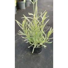 Levendula - Lavandula angustifolia Platinum Blonde