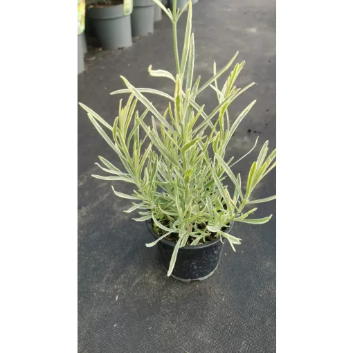 Levendula - Lavandula angustifolia Platinum Blonde