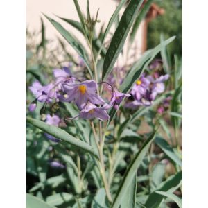 "Kék leander" - Solanum malacoxylon