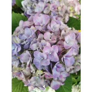 Kerti hortenzia - Hydrangea macrophylla Jip Blue