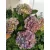 Kerti hortenzia - Hydrangea macrophylla Jip Blue