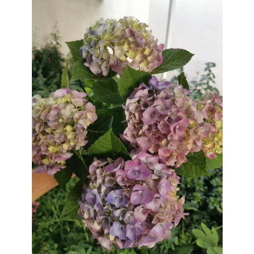 Kerti hortenzia - Hydrangea macrophylla Jip Blue