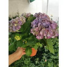 Kerti hortenzia - Hydrangea macrophylla Jip Blue