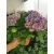 Kerti hortenzia - Hydrangea macrophylla Jip Blue