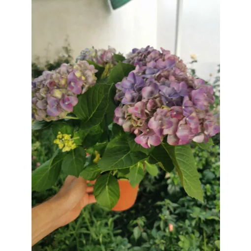Kerti hortenzia - Hydrangea macrophylla Jip Blue