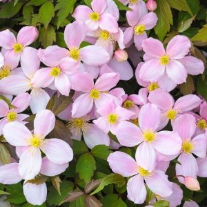 Clematis montana Rubens (p9) - Iszalag