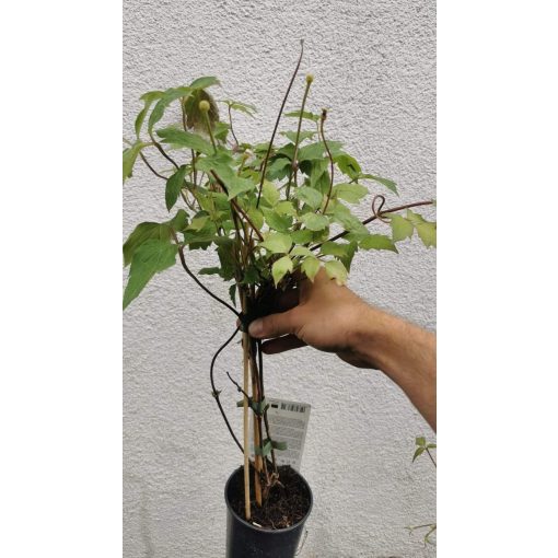 Clematis montana Rubens