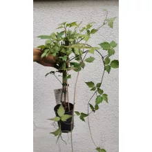 Clematis montana Mayleen
