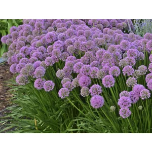 Allium millenium