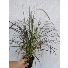 Bordó levelű tollborzfű - Pennisetum rubrum