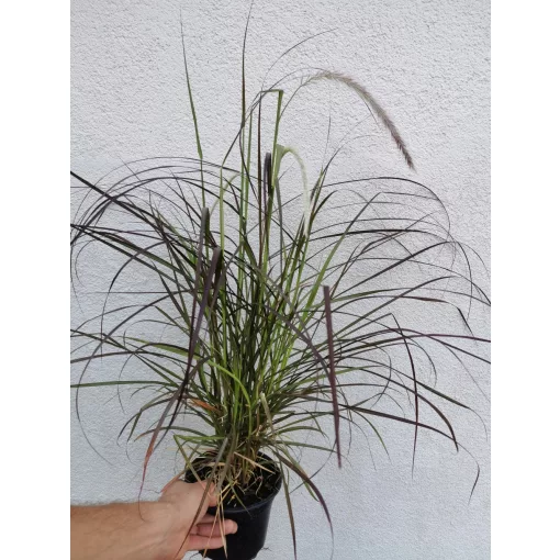 Bordó levelű tollborzfű - Pennisetum rubrum