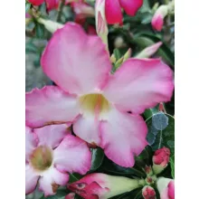 Sivatagi rózsa - Adenium sp. 2
