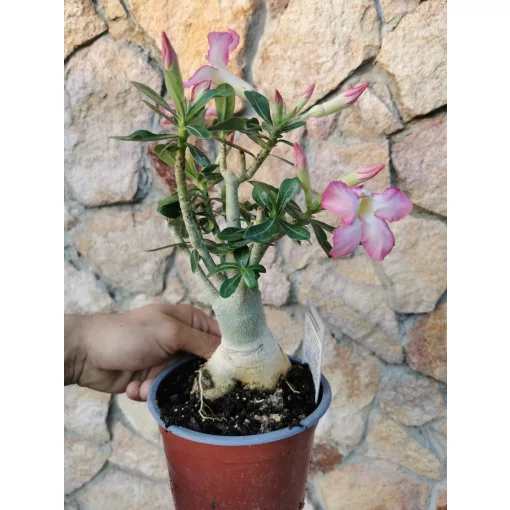 Sivatagi rózsa - Adenium sp. 2