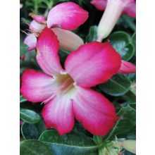 Sivatagi rózsa - Adenium sp. 3