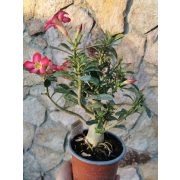 Sivatagi rózsa - Adenium sp. 3