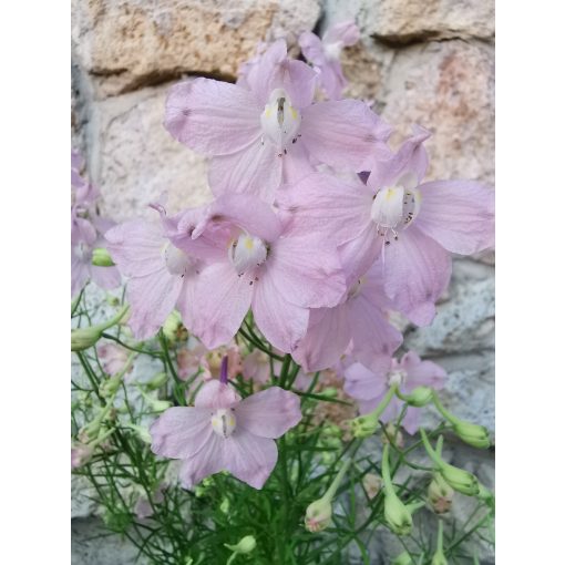 Delphinium grandiflorum Rosea - Szibériai szarkaláb