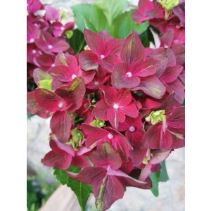 Kerti hortenzia - Hydrangea macrophylla Hi Fire Red