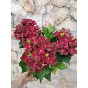 Kerti hortenzia - Hydrangea macrophylla 'Hi Fire Red'