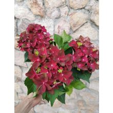 Kerti hortenzia - Hydrangea macrophylla Hi Fire Red
