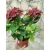 Kerti hortenzia - Hydrangea macrophylla Hi Fire Red