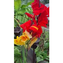 Canna Cleopatra - Piros-zöld levevlű kannavirág