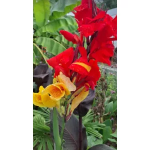 Canna Cleopatra - Piros-zöld levevlű kannavirág