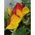 Canna Cleopatra - Piros-zöld levevlű kannavirág