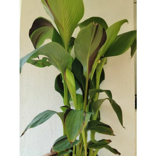 Canna Cleopatra - Piros-zöld levevlű kannavirág