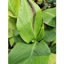 Canna Cleopatra - Piros-zöld levevlű kannavirág