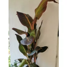Canna Tropicana