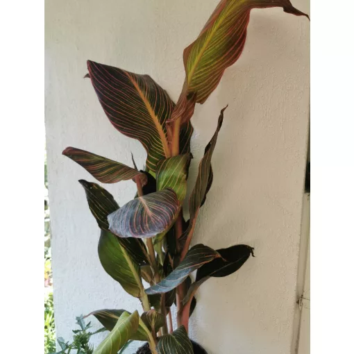 Canna Tropicana