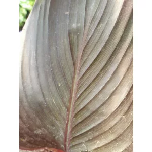 Canna Tropicana Black
