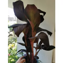Canna Tropicana Black