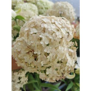 Cserjés hortenzia - Hydrangea arborescens Bubblegum