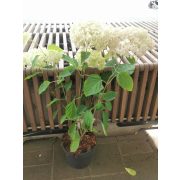 Cserjés hortenzia - Hydrangea arborescens 'Bubblegum'