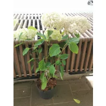 Cserjés hortenzia - Hydrangea arborescens Bubblegum