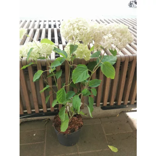 Cserjés hortenzia - Hydrangea arborescens Bubblegum
