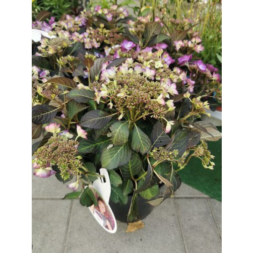 Kerti hortenzia - Hydrangea macrophylla Dutch Lady Selina