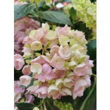 Kerti hortenzia  - Hydrangea macrophylla High River Pink