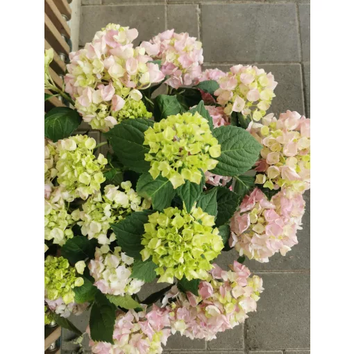 Kerti hortenzia  - Hydrangea macrophylla High River Pink