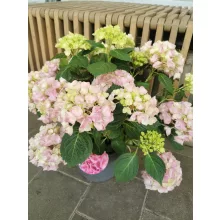 Kerti hortenzia  - Hydrangea macrophylla High River Pink
