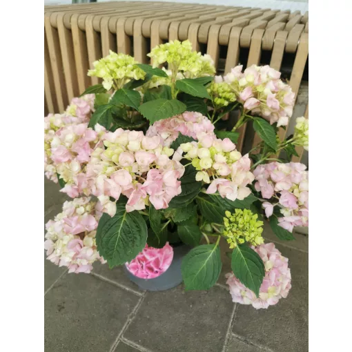 Kerti hortenzia  - Hydrangea macrophylla High River Pink