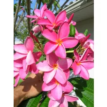 Hawaii rózsa - Plumeria rubra Pink