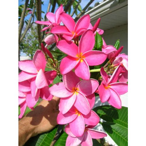 Hawaii rózsa - Plumeria rubra 'Pink'